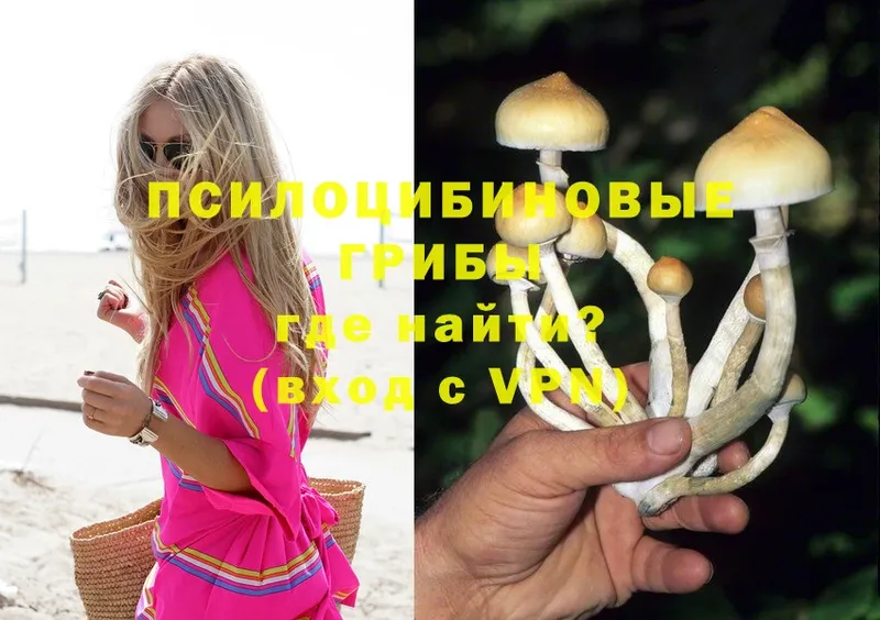 Галлюциногенные грибы Cubensis  Северск 